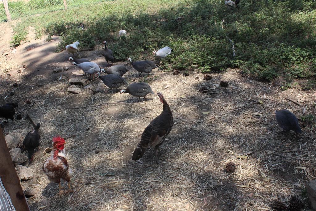 Hotel Fazenda Vista Alegre Sao Lourenco  Dış mekan fotoğraf